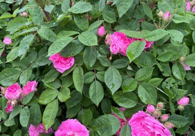 Seniorenreise ins Landhaus Ettenbühl